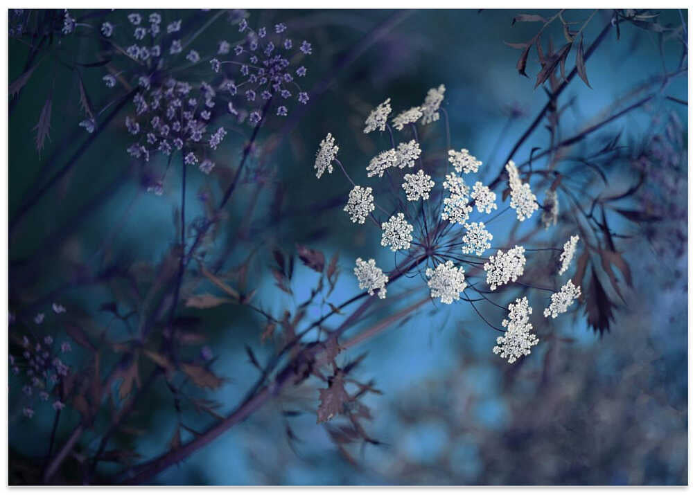 Ethereal Blue Flowers - Floral Photographic Stretched Canvas Poster or Fine Art Print