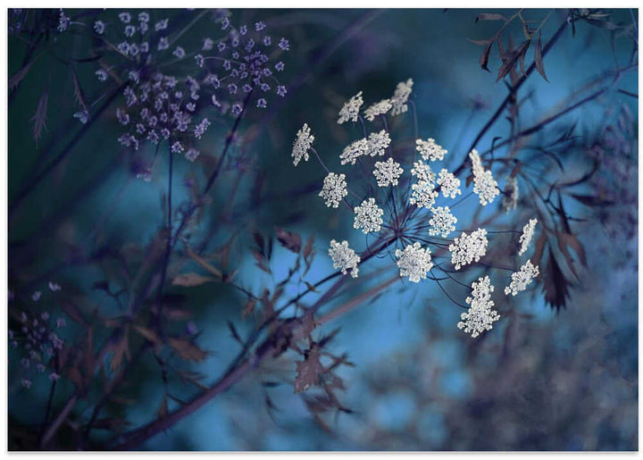 Ethereal Blue Flowers - Floral Photographic Stretched Canvas Poster or Fine Art Print