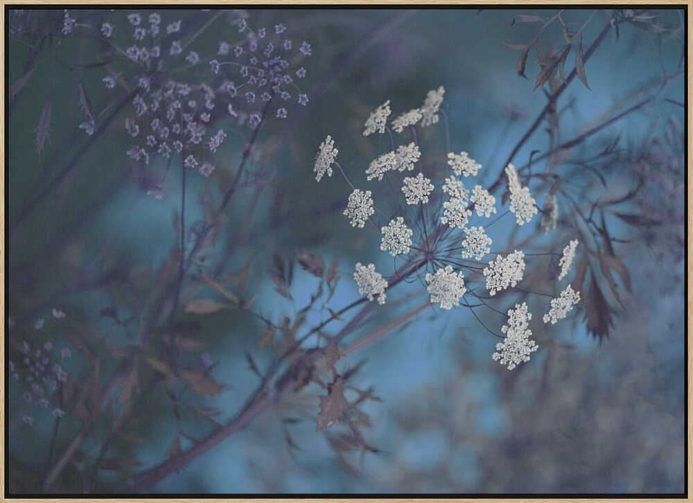Ethereal Blue Flowers - Floral Photographic Stretched Canvas Poster or Fine Art Print