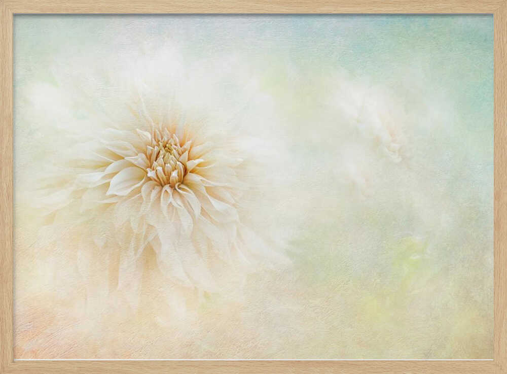 Ethereal Dahlia Bloom - Floral Photographic Stretched Canvas Poster or Fine Art Print