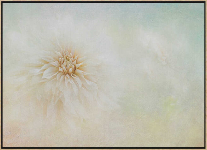 Ethereal Dahlia Bloom - Floral Photographic Stretched Canvas Poster or Fine Art Print