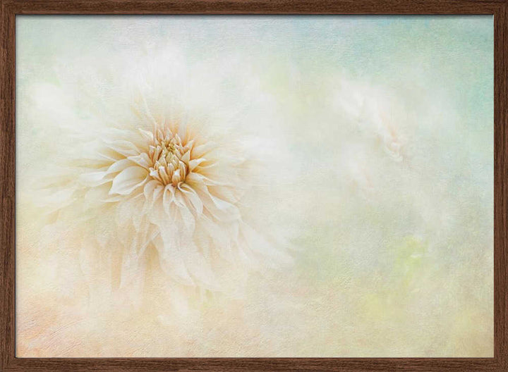 Ethereal Dahlia Bloom - Floral Photographic Stretched Canvas Poster or Fine Art Print