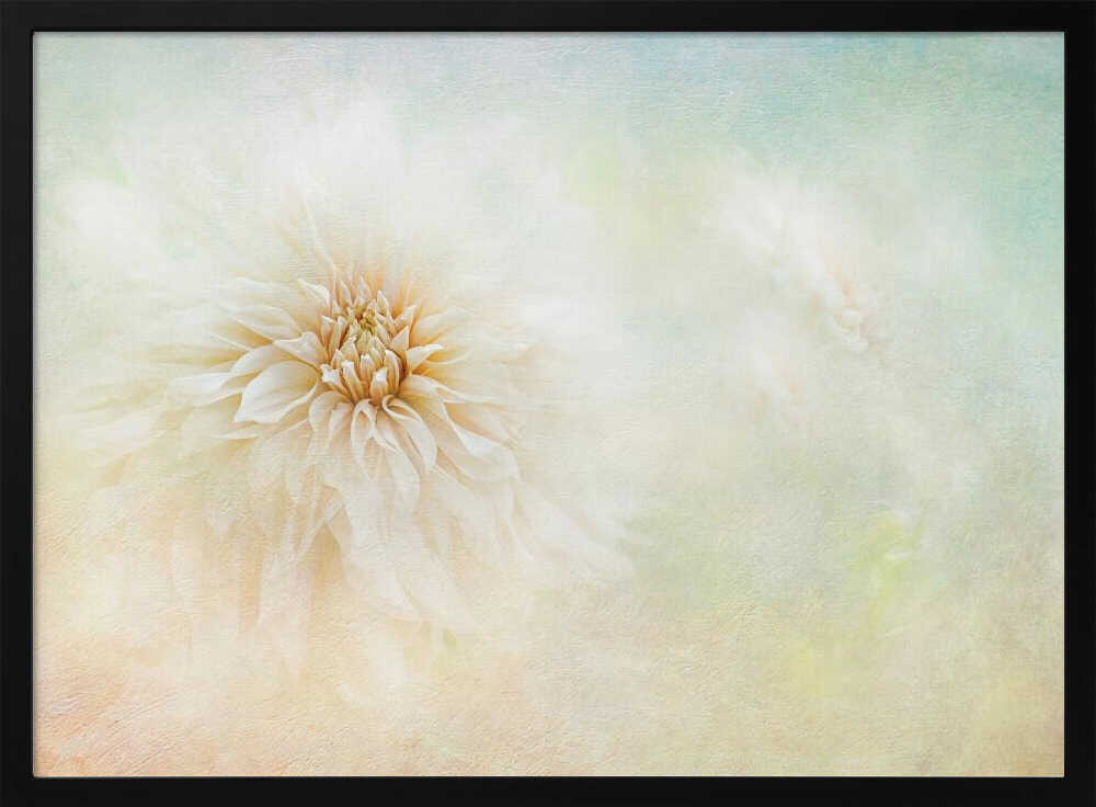 Ethereal Dahlia Bloom - Floral Photographic Stretched Canvas Poster or Fine Art Print