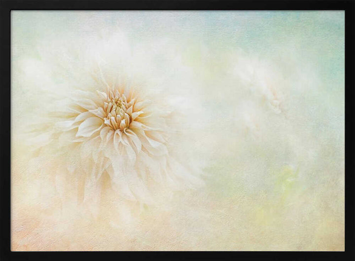 Ethereal Dahlia Bloom - Floral Photographic Stretched Canvas Poster or Fine Art Print