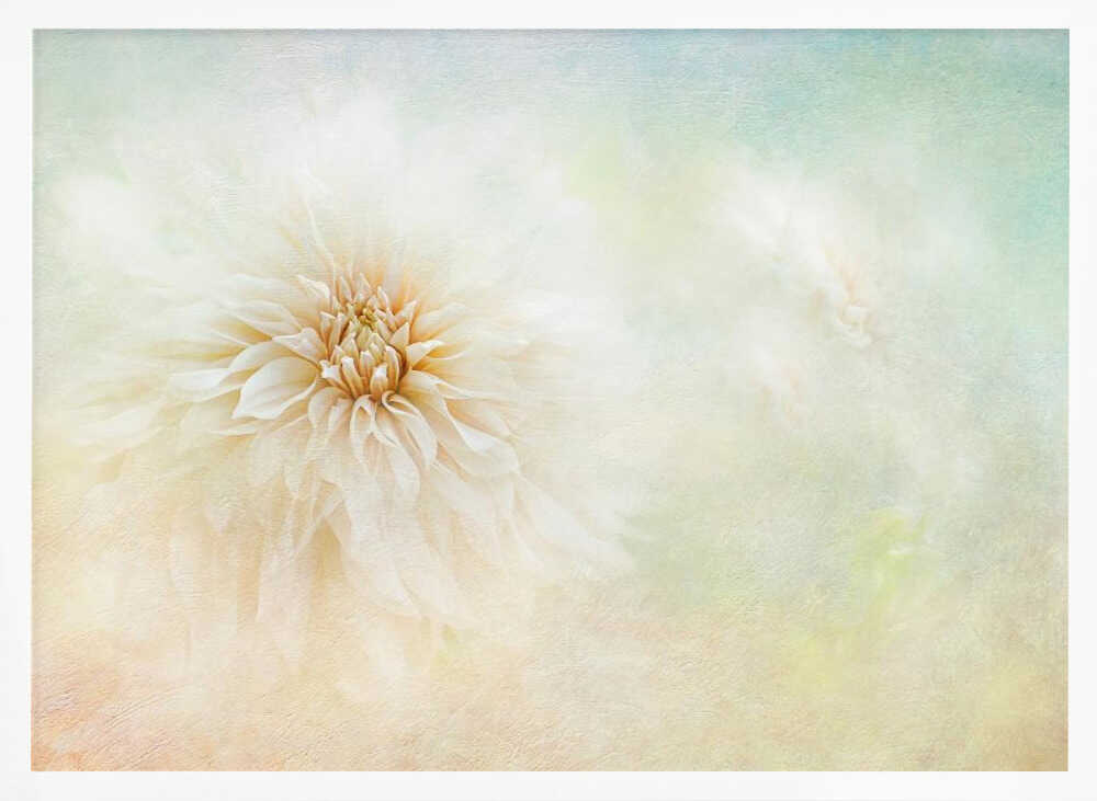 Ethereal Dahlia Bloom - Floral Photographic Stretched Canvas Poster or Fine Art Print
