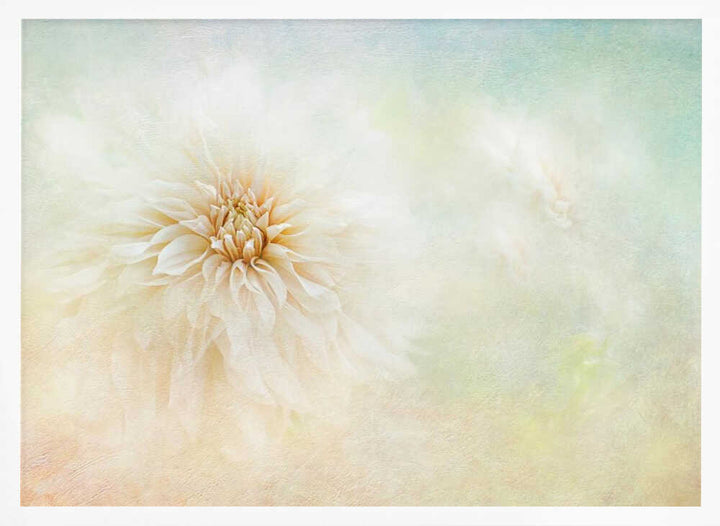 Ethereal Dahlia Bloom - Floral Photographic Stretched Canvas Poster or Fine Art Print