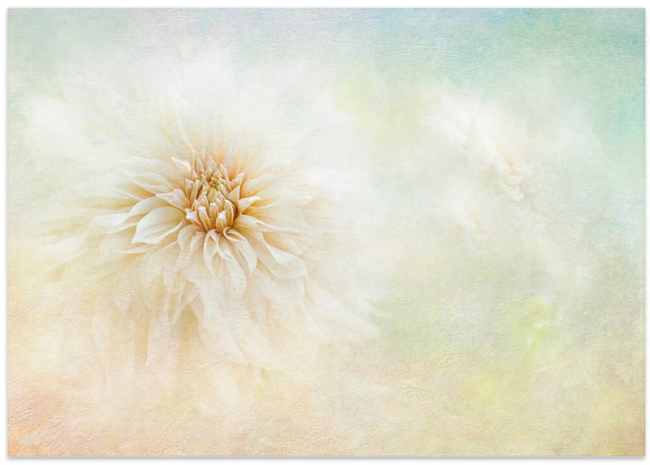 Ethereal Dahlia Bloom - Floral Photographic Stretched Canvas Poster or Fine Art Print