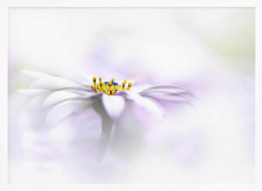 Ethereal Daisy Flower - Floral Photographic Stretched Canvas Poster or Fine Art Print