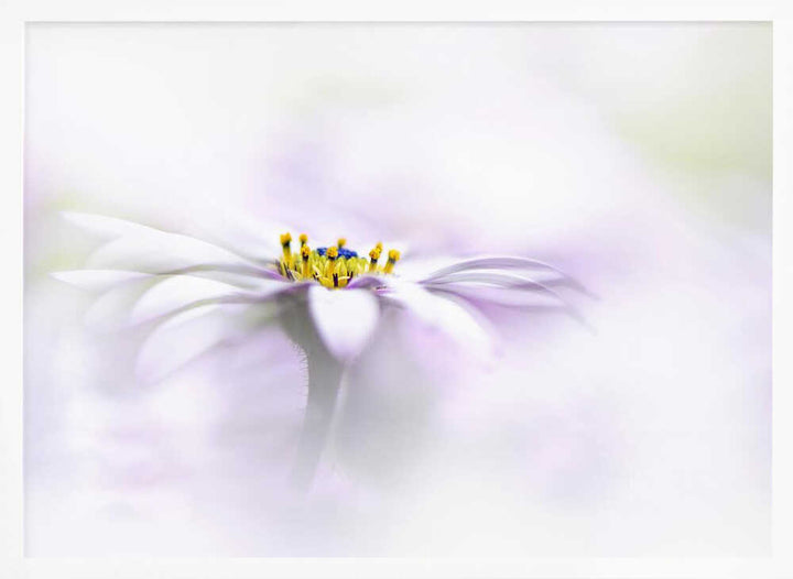 Ethereal Daisy Flower - Floral Photographic Stretched Canvas Poster or Fine Art Print