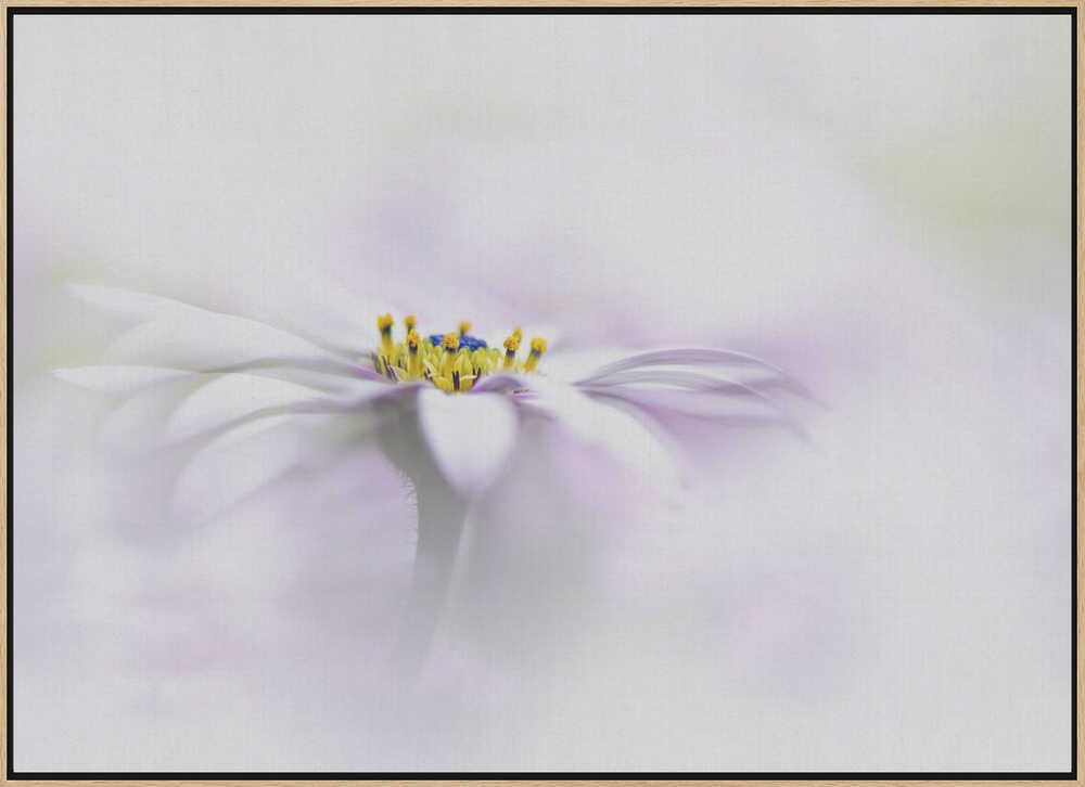 Ethereal Daisy Flower - Floral Photographic Stretched Canvas Poster or Fine Art Print