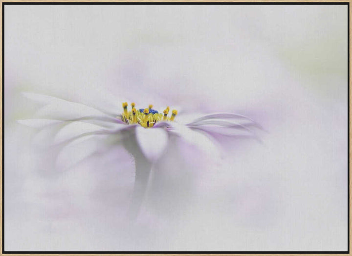 Ethereal Daisy Flower - Floral Photographic Stretched Canvas Poster or Fine Art Print