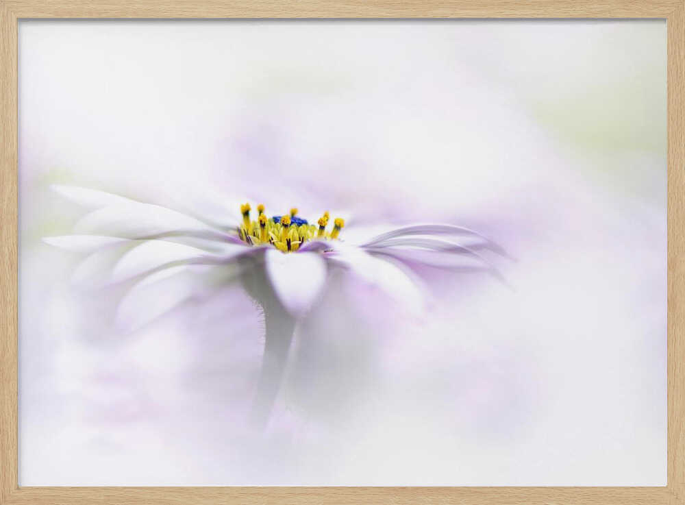 Ethereal Daisy Flower - Floral Photographic Stretched Canvas Poster or Fine Art Print