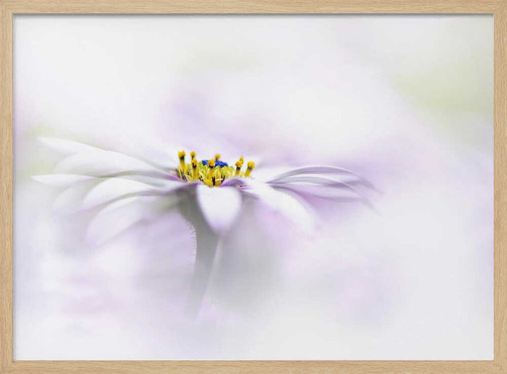 Ethereal Daisy Flower - Floral Photographic Stretched Canvas Poster or Fine Art Print