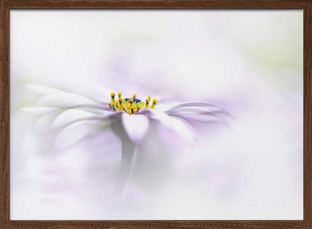 Ethereal Daisy Flower - Floral Photographic Stretched Canvas Poster or Fine Art Print