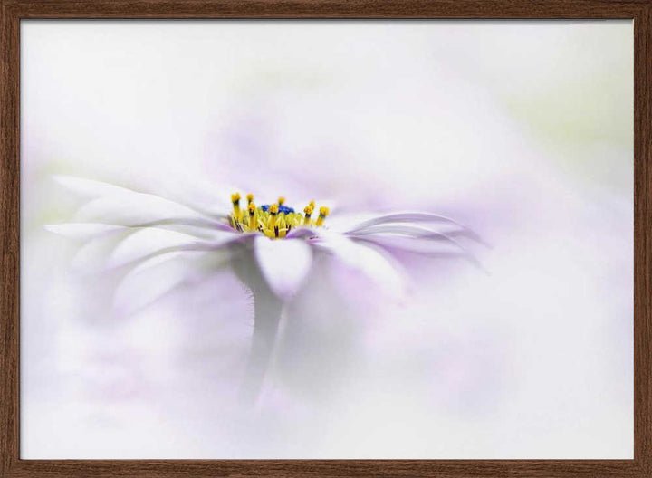 Ethereal Daisy Flower - Floral Photographic Stretched Canvas Poster or Fine Art Print