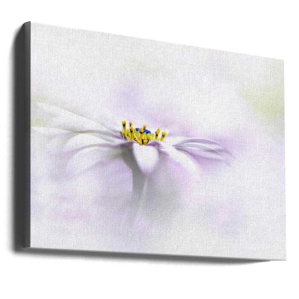 Ethereal Daisy Flower - Floral Photographic Stretched Canvas Poster or Fine Art Print