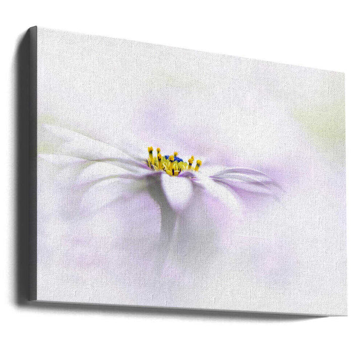 Ethereal Daisy Flower - Floral Photographic Stretched Canvas Poster or Fine Art Print