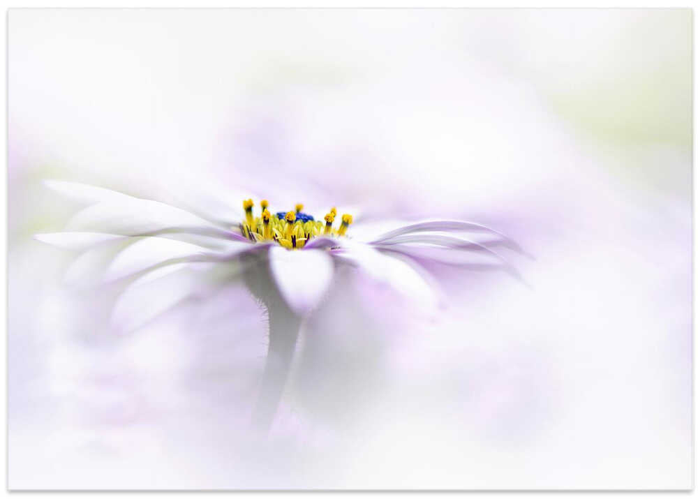 Ethereal Daisy Flower - Floral Photographic Stretched Canvas Poster or Fine Art Print