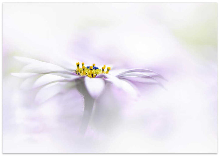 Ethereal Daisy Flower - Floral Photographic Stretched Canvas Poster or Fine Art Print