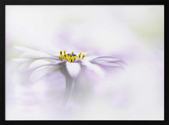 Ethereal Daisy Flower - Floral Photographic Stretched Canvas Poster or Fine Art Print