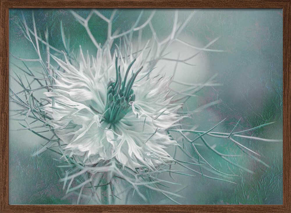 Ethereal Love-in-a-Mist Bloom - Floral Photographic Stretched Canvas Poster or Fine Art Print
