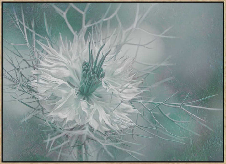 Ethereal Love-in-a-Mist Bloom - Floral Photographic Stretched Canvas Poster or Fine Art Print