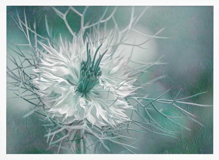 Ethereal Love-in-a-Mist Bloom - Floral Photographic Stretched Canvas Poster or Fine Art Print