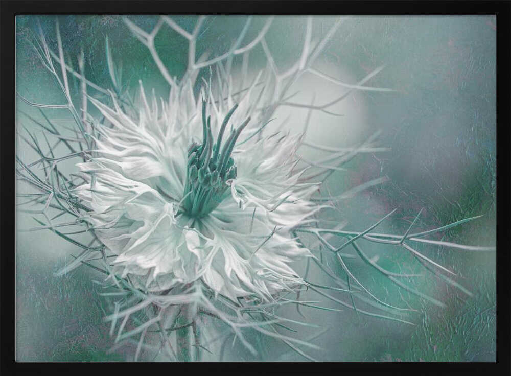 Ethereal Love-in-a-Mist Bloom - Floral Photographic Stretched Canvas Poster or Fine Art Print