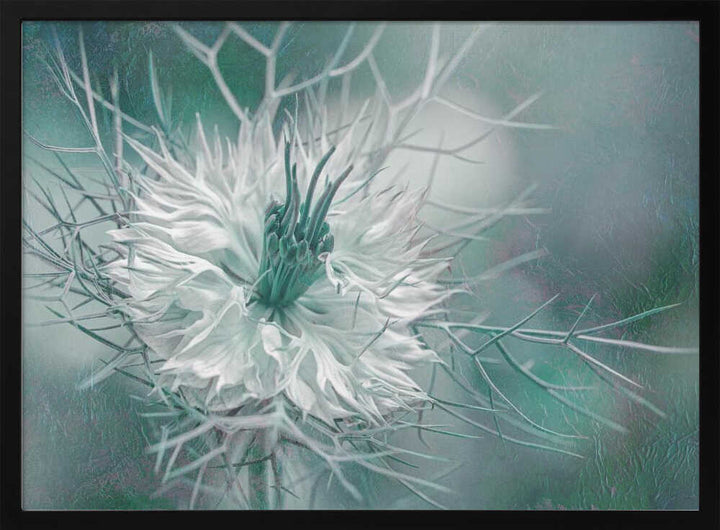Ethereal Love-in-a-Mist Bloom - Floral Photographic Stretched Canvas Poster or Fine Art Print