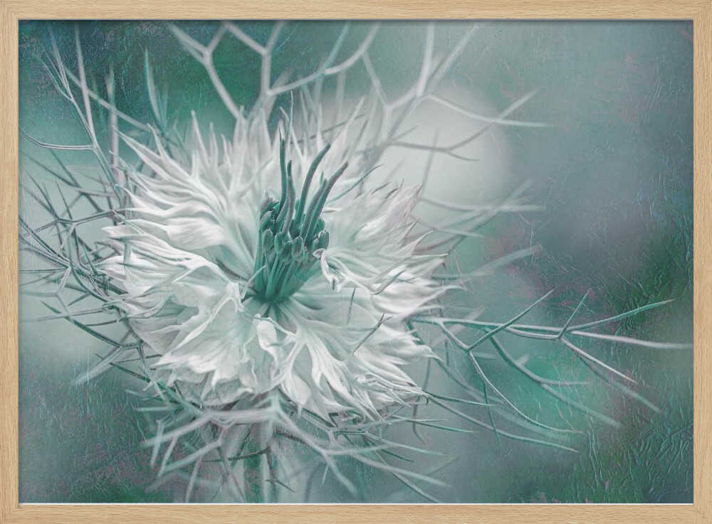 Ethereal Love-in-a-Mist Bloom - Floral Photographic Stretched Canvas Poster or Fine Art Print