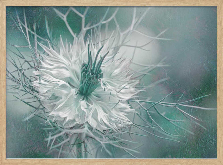 Ethereal Love-in-a-Mist Bloom - Floral Photographic Stretched Canvas Poster or Fine Art Print