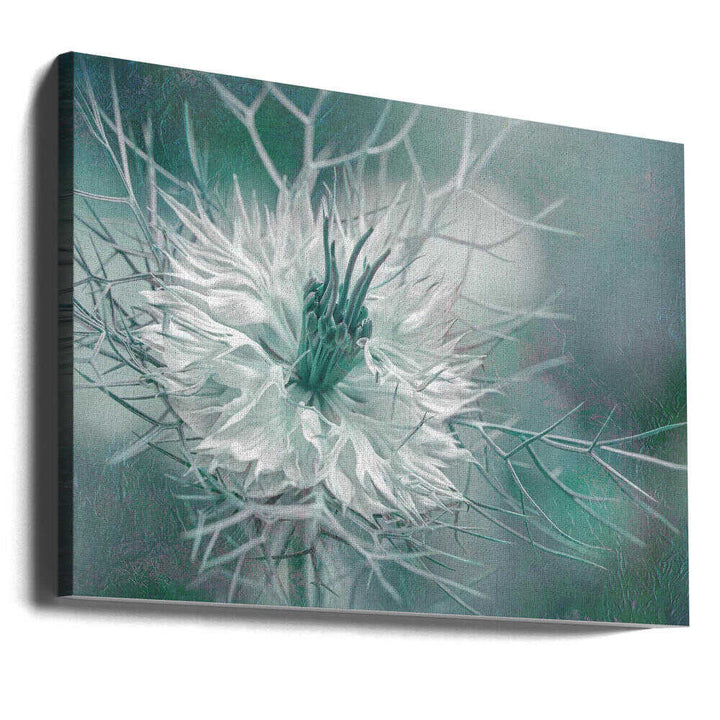 Ethereal Love-in-a-Mist Bloom - Floral Photographic Stretched Canvas Poster or Fine Art Print