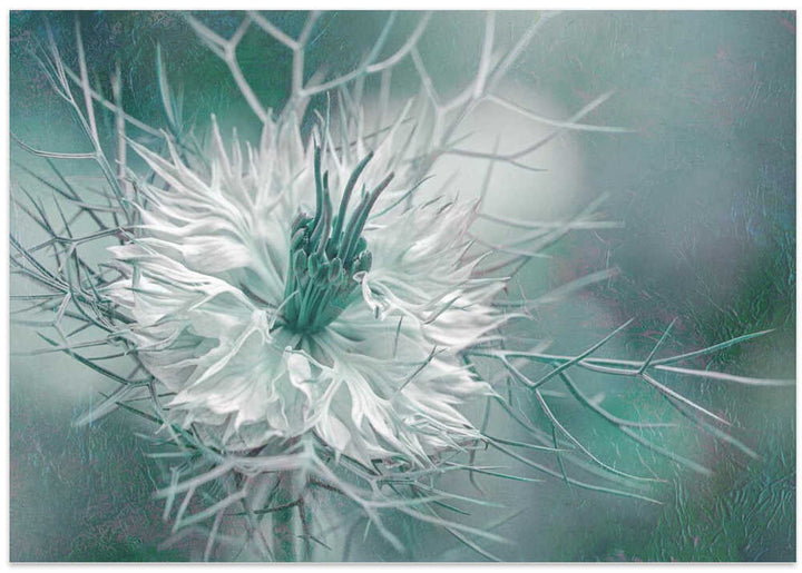 Ethereal Love-in-a-Mist Bloom - Floral Photographic Stretched Canvas Poster or Fine Art Print