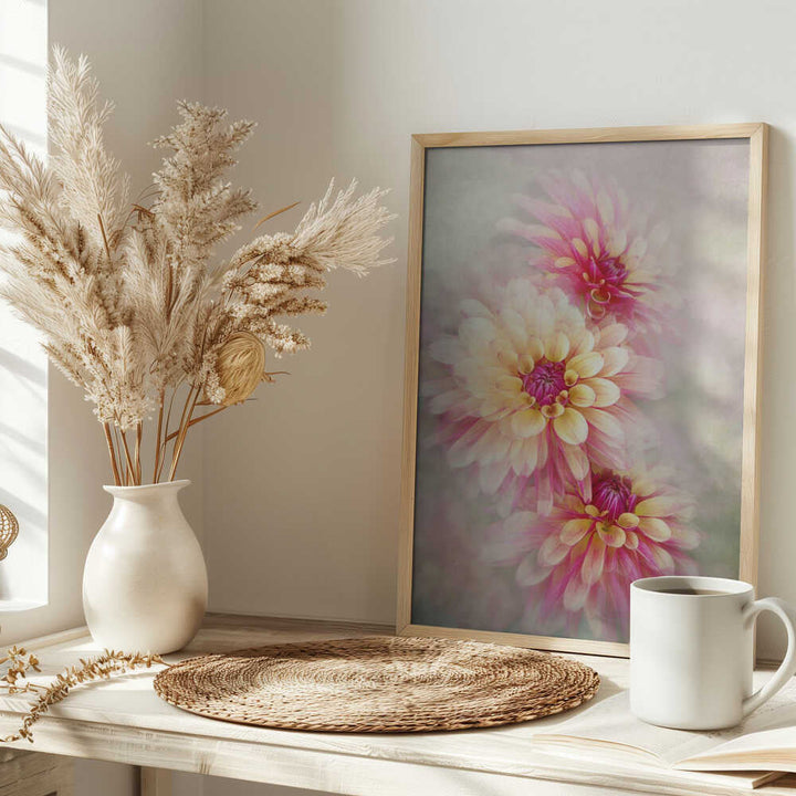 Ethereal Pink Dahlias - Floral Photographic Stretched Canvas Poster or Fine Art Print
