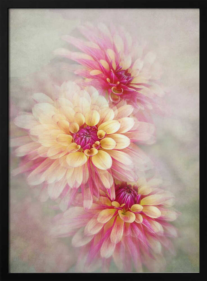 Ethereal Pink Dahlias - Floral Photographic Stretched Canvas Poster or Fine Art Print