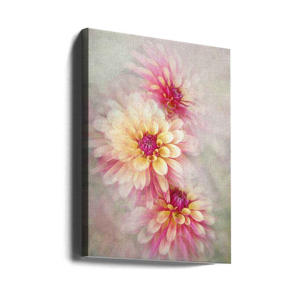 Ethereal Pink Dahlias - Floral Photographic Stretched Canvas Poster or Fine Art Print