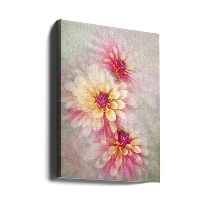 Ethereal Pink Dahlias - Floral Photographic Stretched Canvas Poster or Fine Art Print