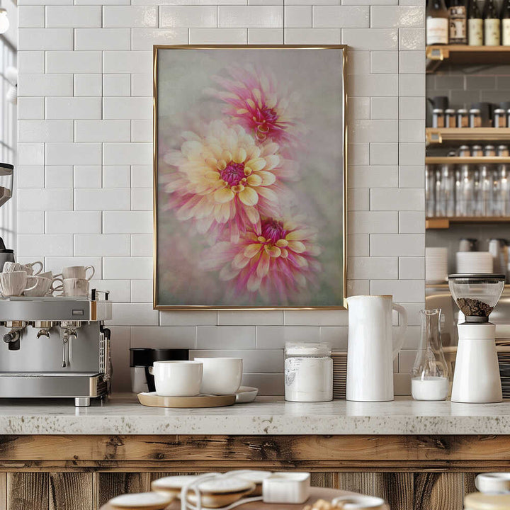 Ethereal Pink Dahlias - Floral Photographic Stretched Canvas Poster or Fine Art Print