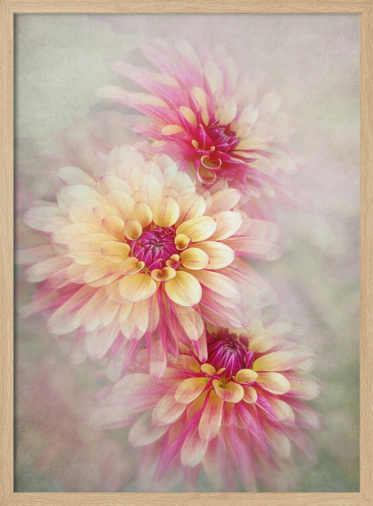 Ethereal Pink Dahlias - Floral Photographic Stretched Canvas Poster or Fine Art Print