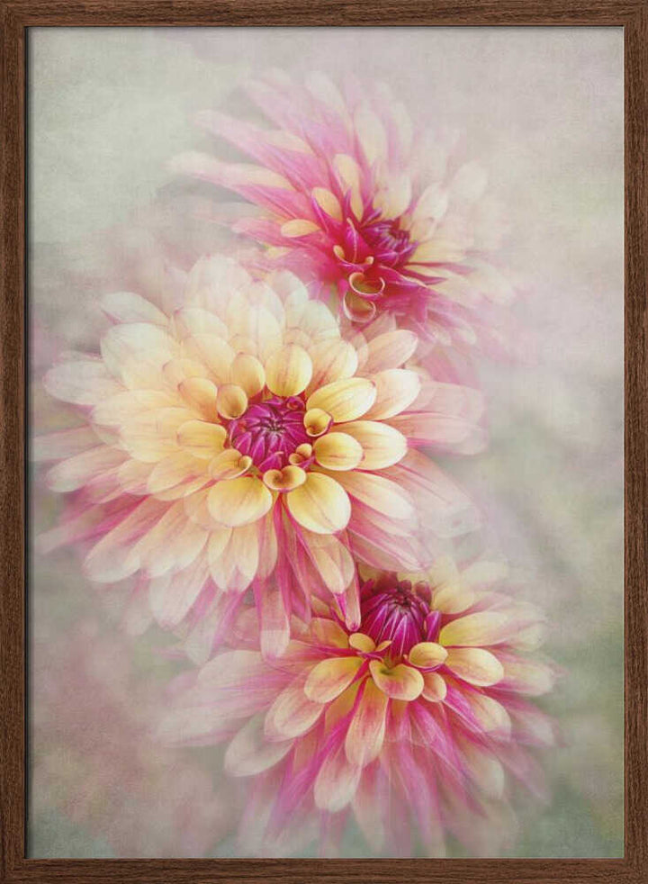 Ethereal Pink Dahlias - Floral Photographic Stretched Canvas Poster or Fine Art Print
