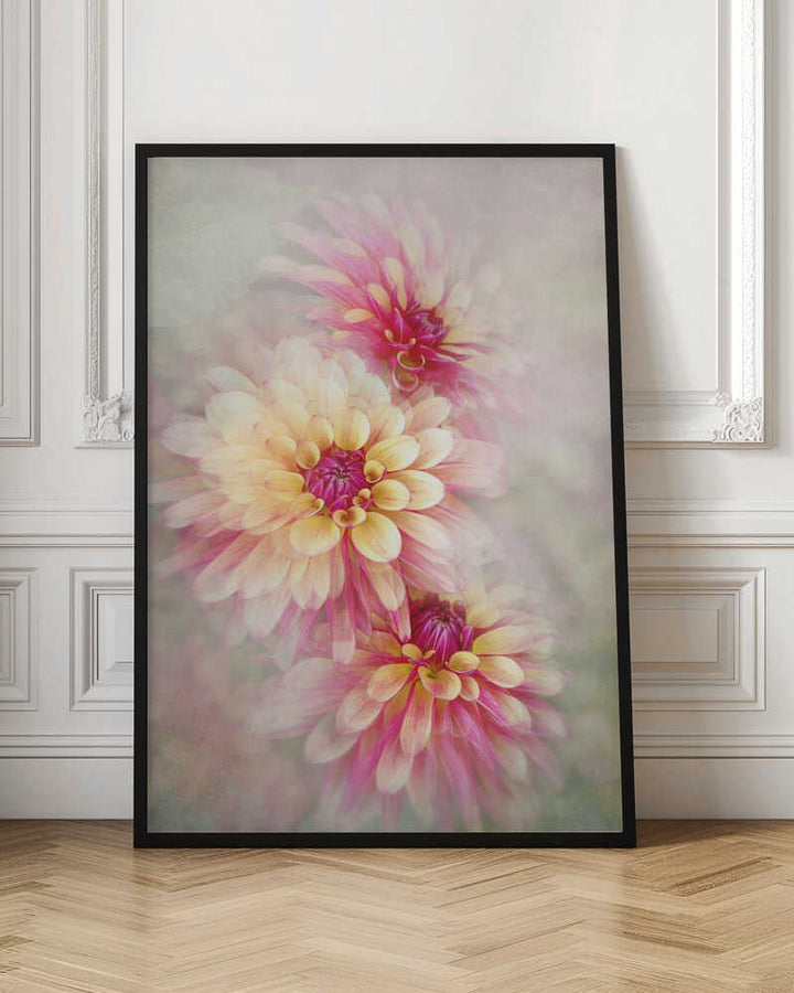 Ethereal Pink Dahlias - Floral Photographic Stretched Canvas Poster or Fine Art Print