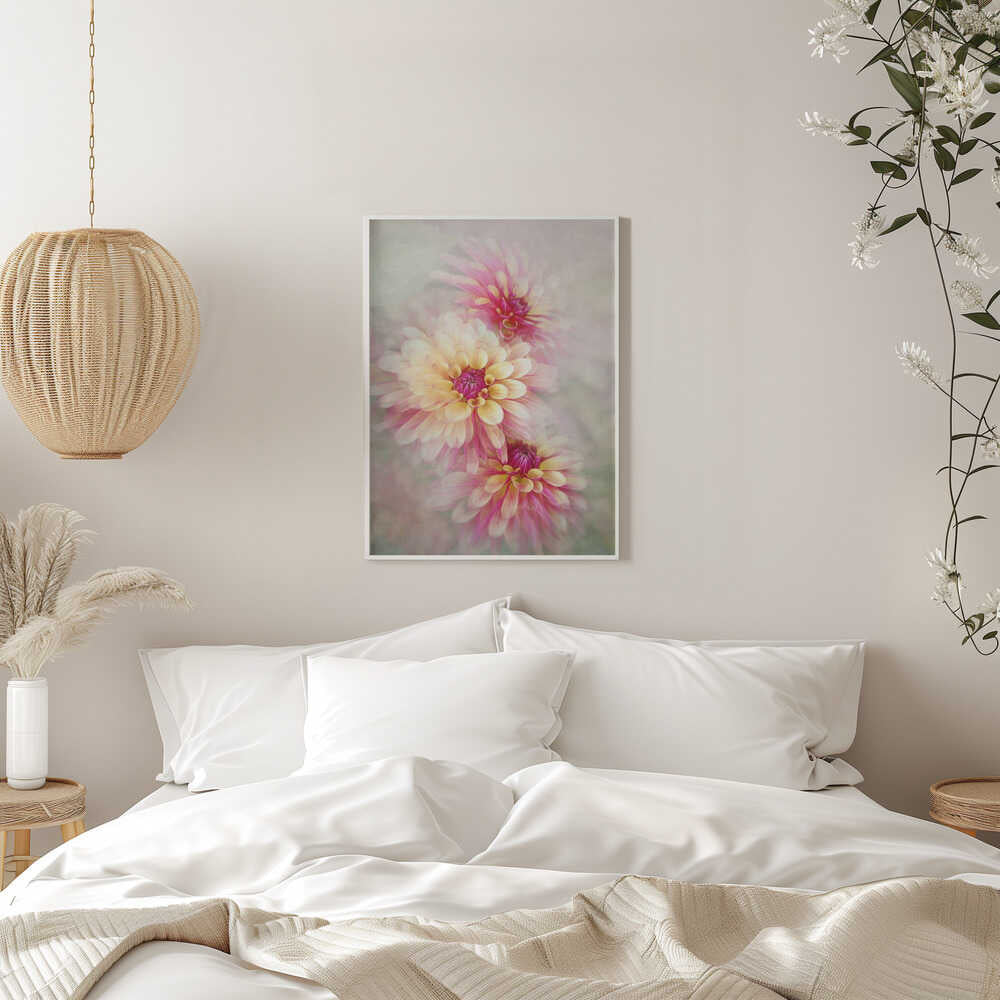 Ethereal Pink Dahlias - Floral Photographic Stretched Canvas Poster or Fine Art Print