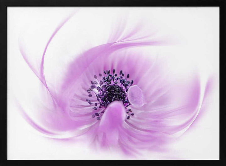 Ethereal Pink Flower - Floral Photographic Stretched Canvas Poster or Fine Art Print