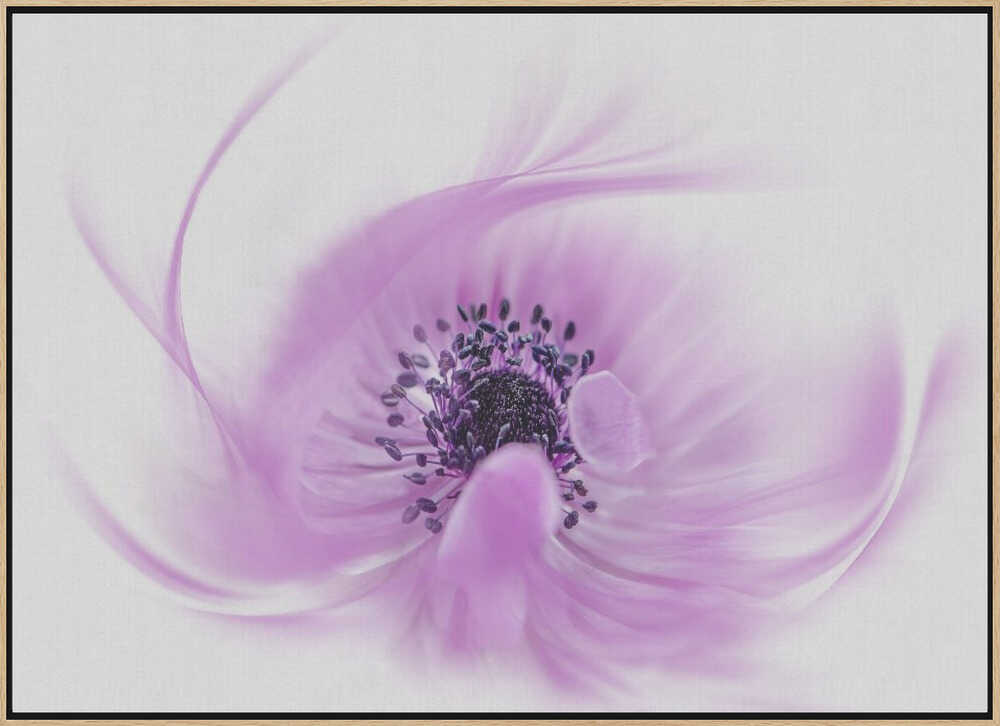 Ethereal Pink Flower - Floral Photographic Stretched Canvas Poster or Fine Art Print