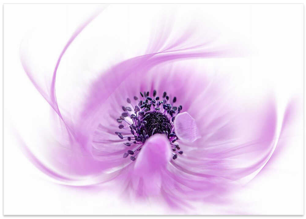 Ethereal Pink Flower - Floral Photographic Stretched Canvas Poster or Fine Art Print