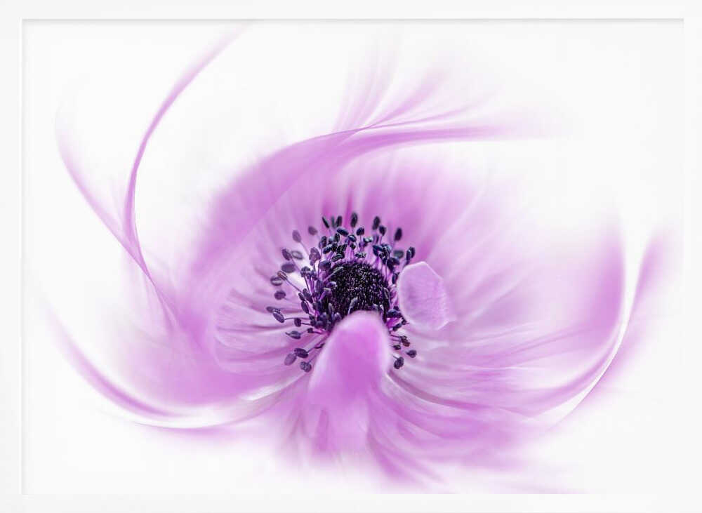 Ethereal Pink Flower - Floral Photographic Stretched Canvas Poster or Fine Art Print