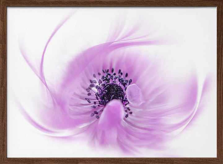 Ethereal Pink Flower - Floral Photographic Stretched Canvas Poster or Fine Art Print
