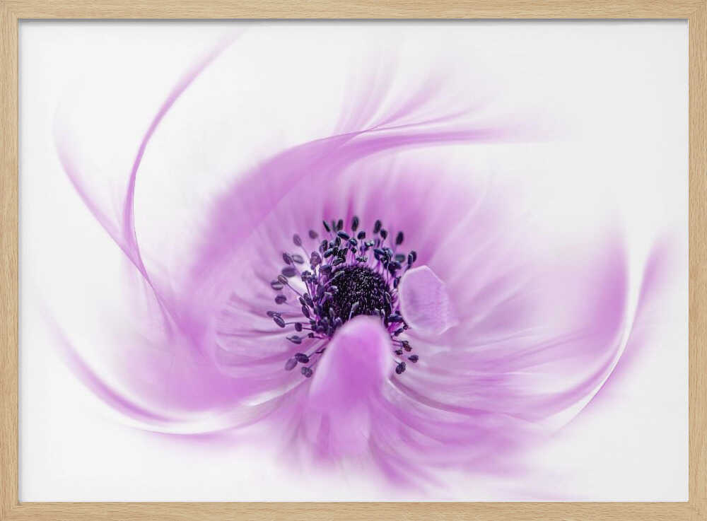 Ethereal Pink Flower - Floral Photographic Stretched Canvas Poster or Fine Art Print