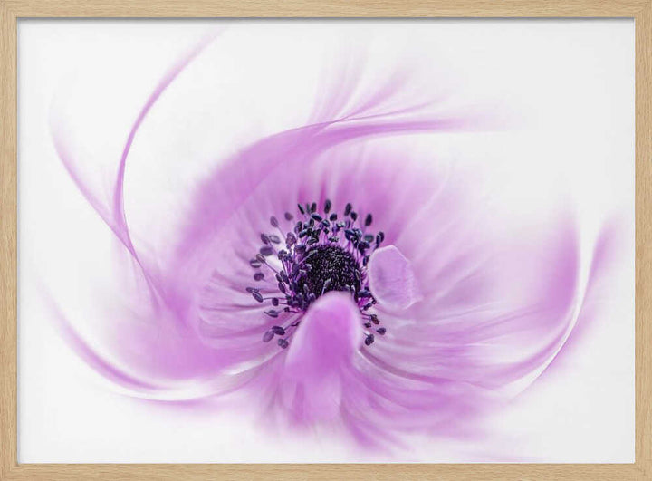 Ethereal Pink Flower - Floral Photographic Stretched Canvas Poster or Fine Art Print