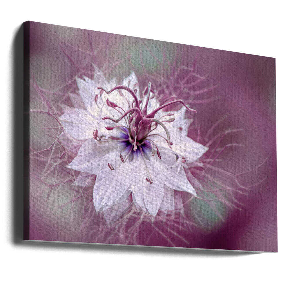 Ethereal Purple Bloom - Floral Photographic Stretched Canvas Poster or Fine Art Print